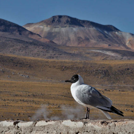 Gaviota Andina